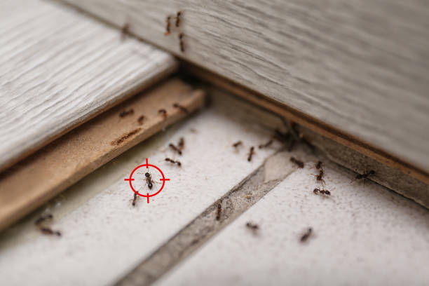  Hackberry, TX Pest Control Pros