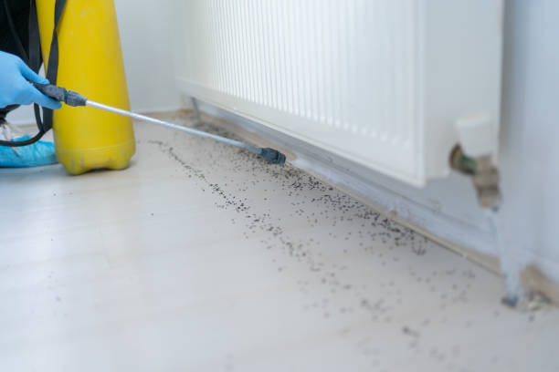 Best Bed Bug Extermination  in Hackberry, TX